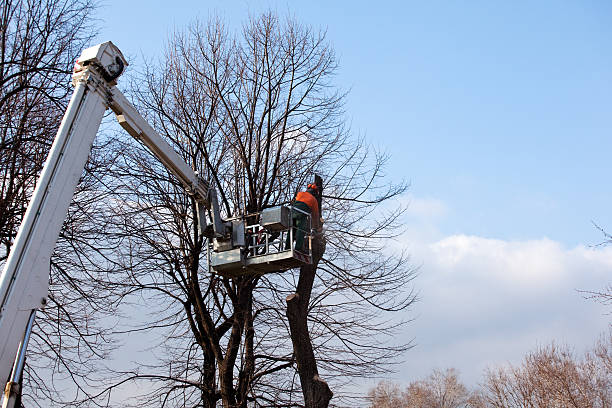 Best Fruit Tree Pruning  in Kronenwetter, WI